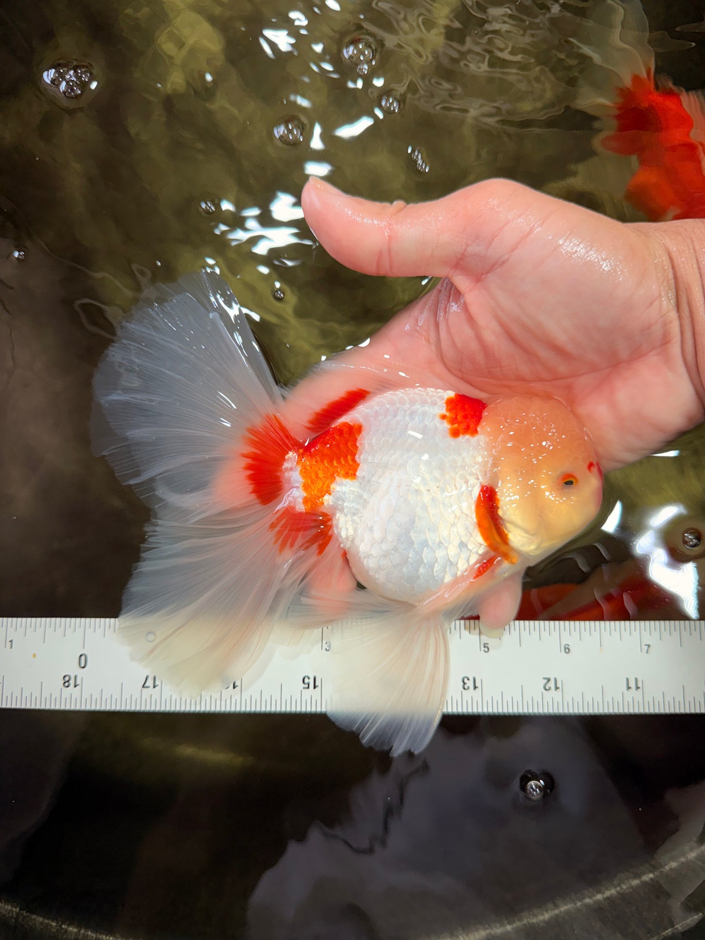 CHICKIE Red White Oranda Male 6.5 inches #080726OR_09