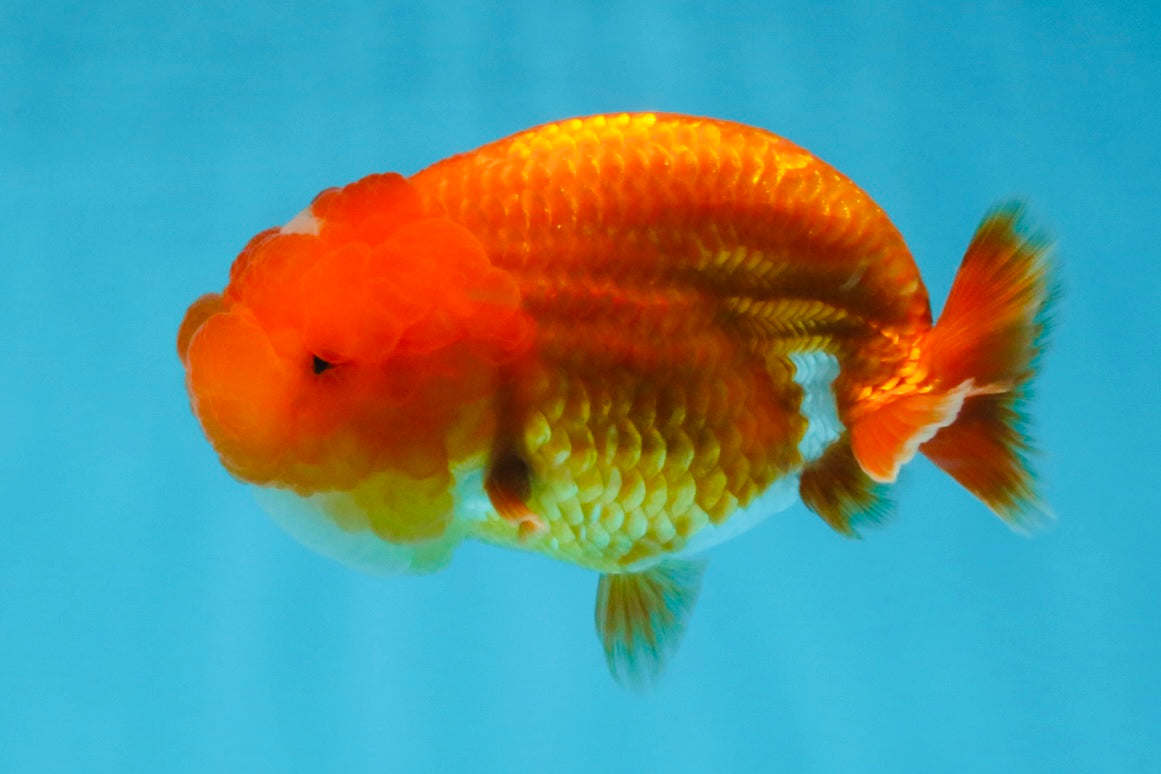 AAA Grade Red White LionQueen 4 inches #103125LC_25