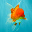 A Grade Red Oranda Male 5.5 inches #070626OR_21