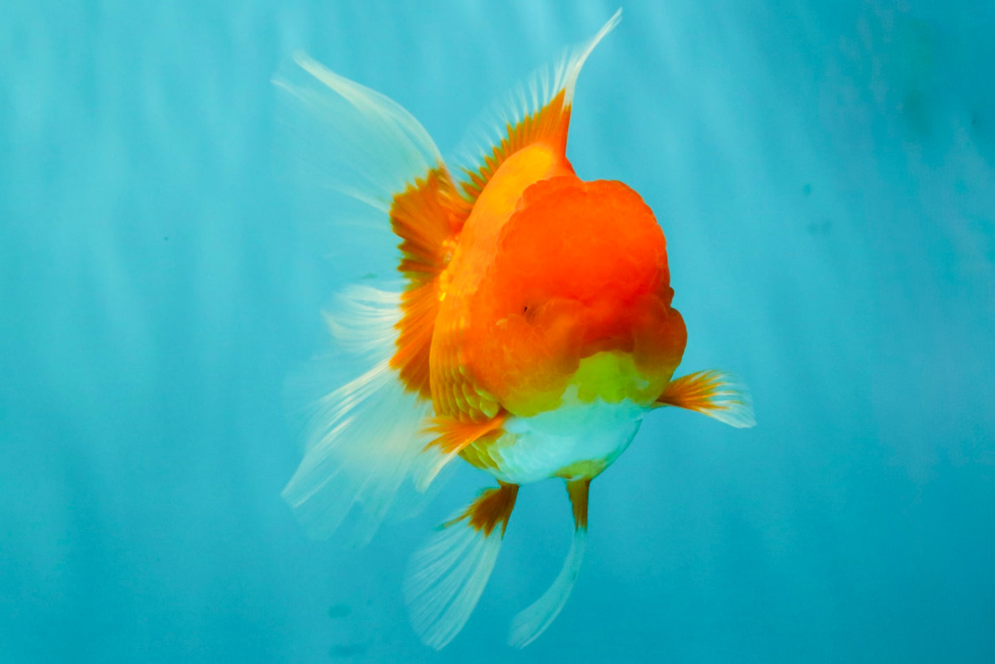 A Grade Red Oranda Male 5.5 inches #070626OR_21