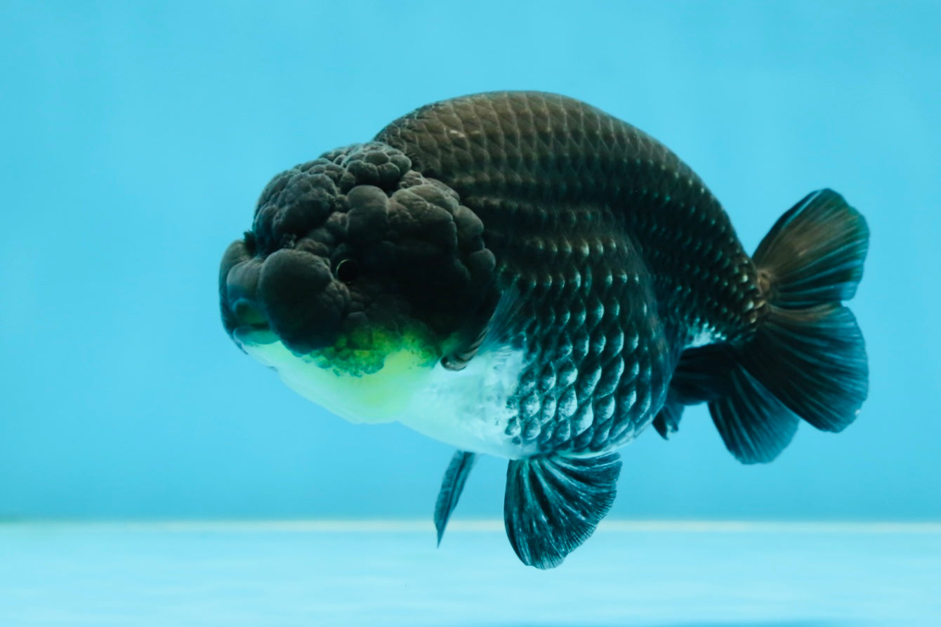 AAA Grade Black Blue LionQueen 4-4.5 inches #051625LC_03