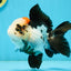 A Grade Tricolor Oranda Female 4.5-5 inches #120624OR_10