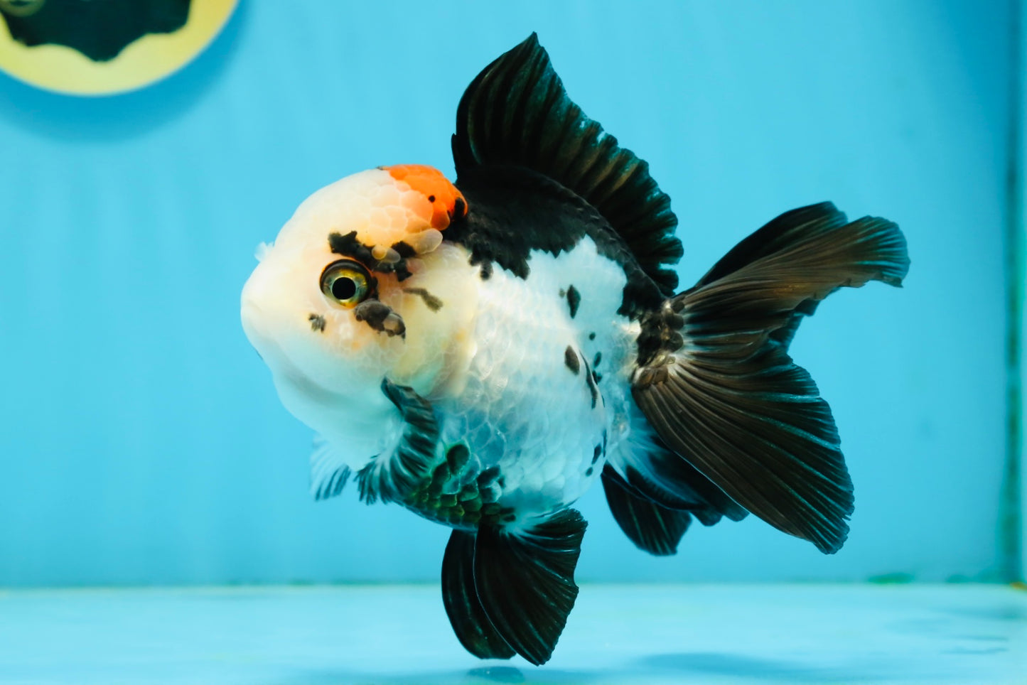 A Grade Tricolor Oranda Female 4.5-5 inches #120624OR_10