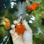 Tricolor Oranda Male 4.5 inches #0126OR_02