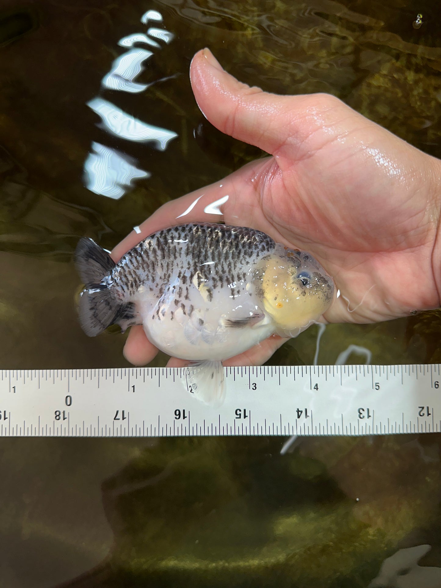 A Grade Kirin Polkadot LionQueen 4-4.5 inches #053025LC_05