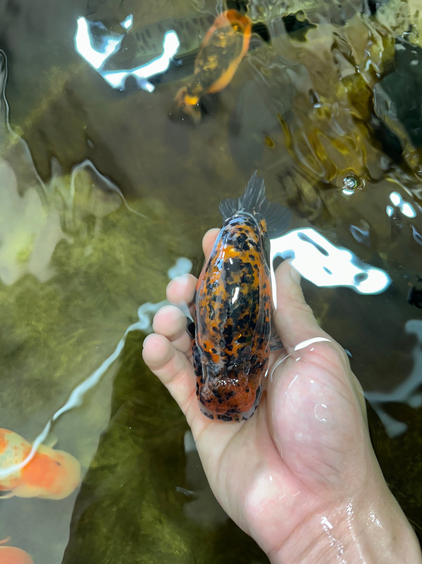 A Grade Speckle Beastie Calico Tiger LionKing 4.5-5 inches #062025LC_02