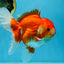 AAA Grade Young Godzilla Red White Oranda Male 6 inches #081525OR_07
