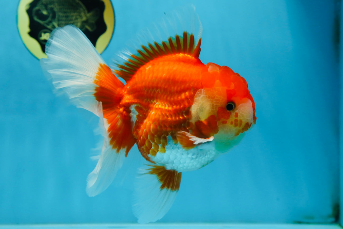 AAA Grade Young Godzilla Red White Oranda Male 6 inches #081525OR_07