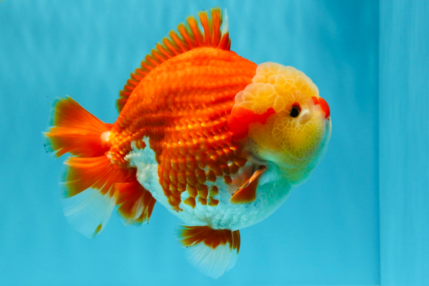 SUPER CUTE AAA Grade Godzilla Red White Yuanbao Male 6 inches #022726YB_02