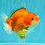 CHONKY AAA Grade Red White Yuanbao Female 5-5.5 inches #080726YB_23