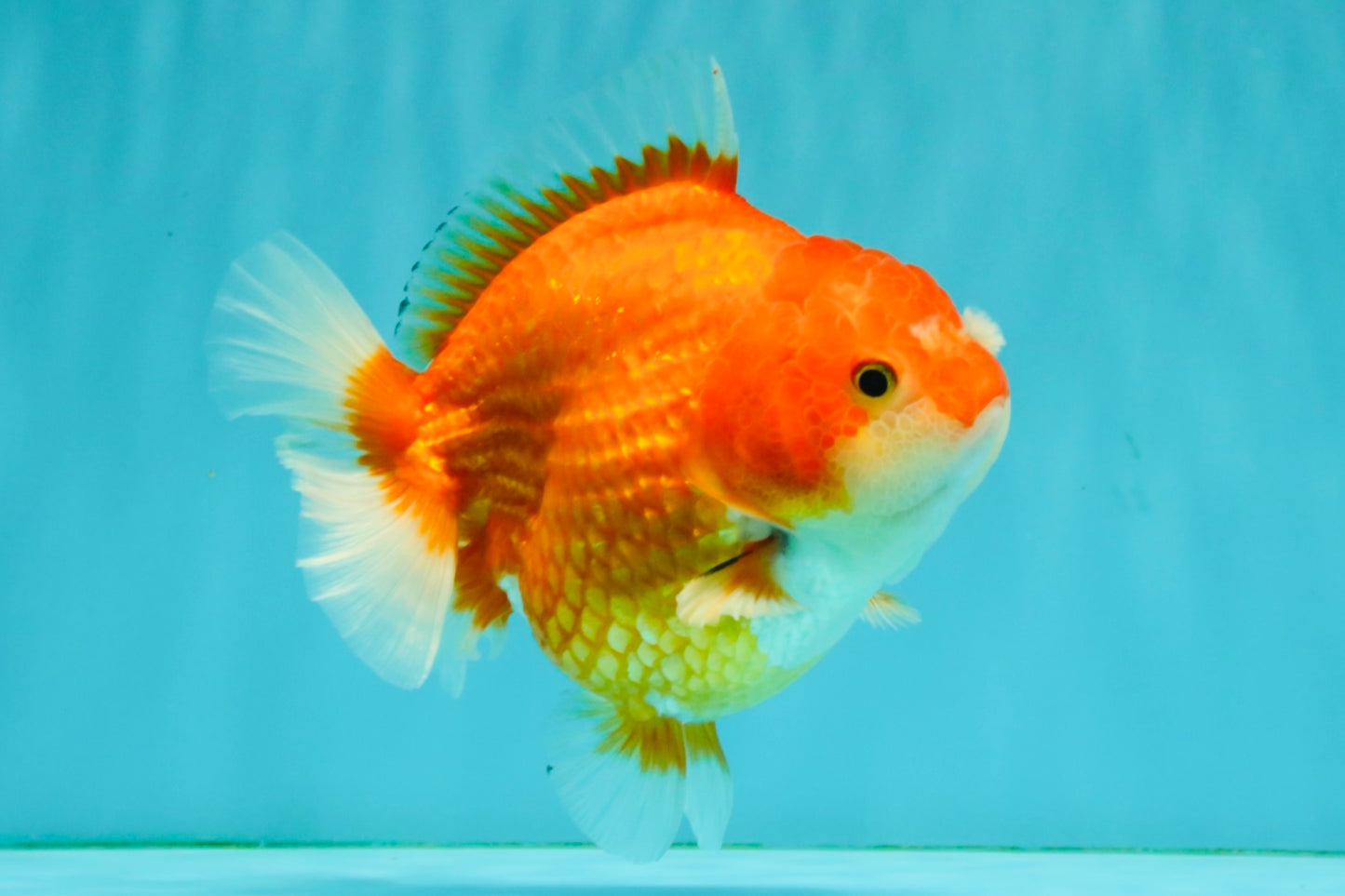 CHONKY AAA Grade Red White Yuanbao Female 5-5.5 inches #080726YB_23
