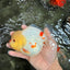 POPCORN AAA Grade Red White Yuanbao Male 5-5.5 inches #050126YB_18
