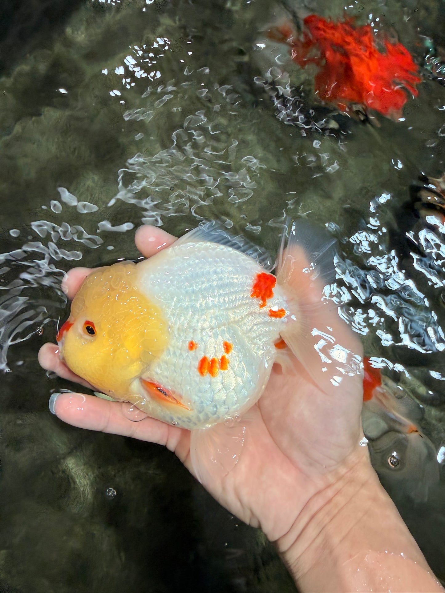 POPCORN AAA Grade Red White Yuanbao Male 5-5.5 inches #050126YB_18