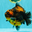 AAA Grade Jumbo Tiger Yuanbao Male 6.5 inches #062626YB_06