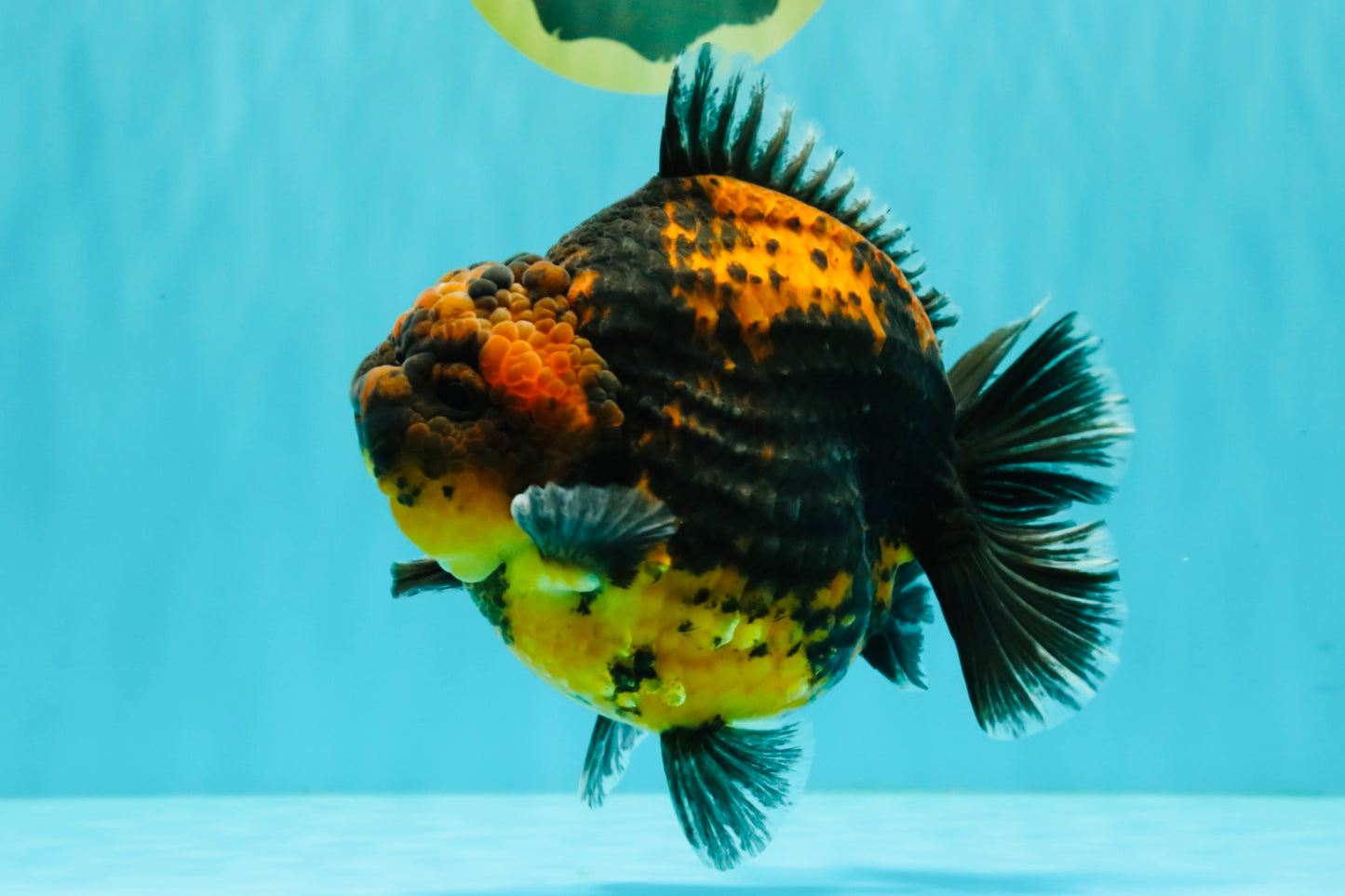 AAA Grade Jumbo Tiger Yuanbao Male 6.5 inches #062626YB_06