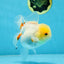 White Beauty Oranda Male 5 inches #053025OR_30