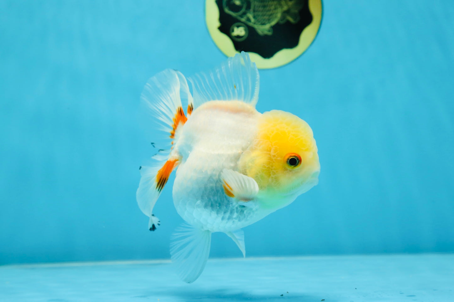 White Beauty Oranda Male 5 inches #053025OR_30
