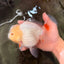 A Grade White Oranda Female 6.5 inches #071726OR_18