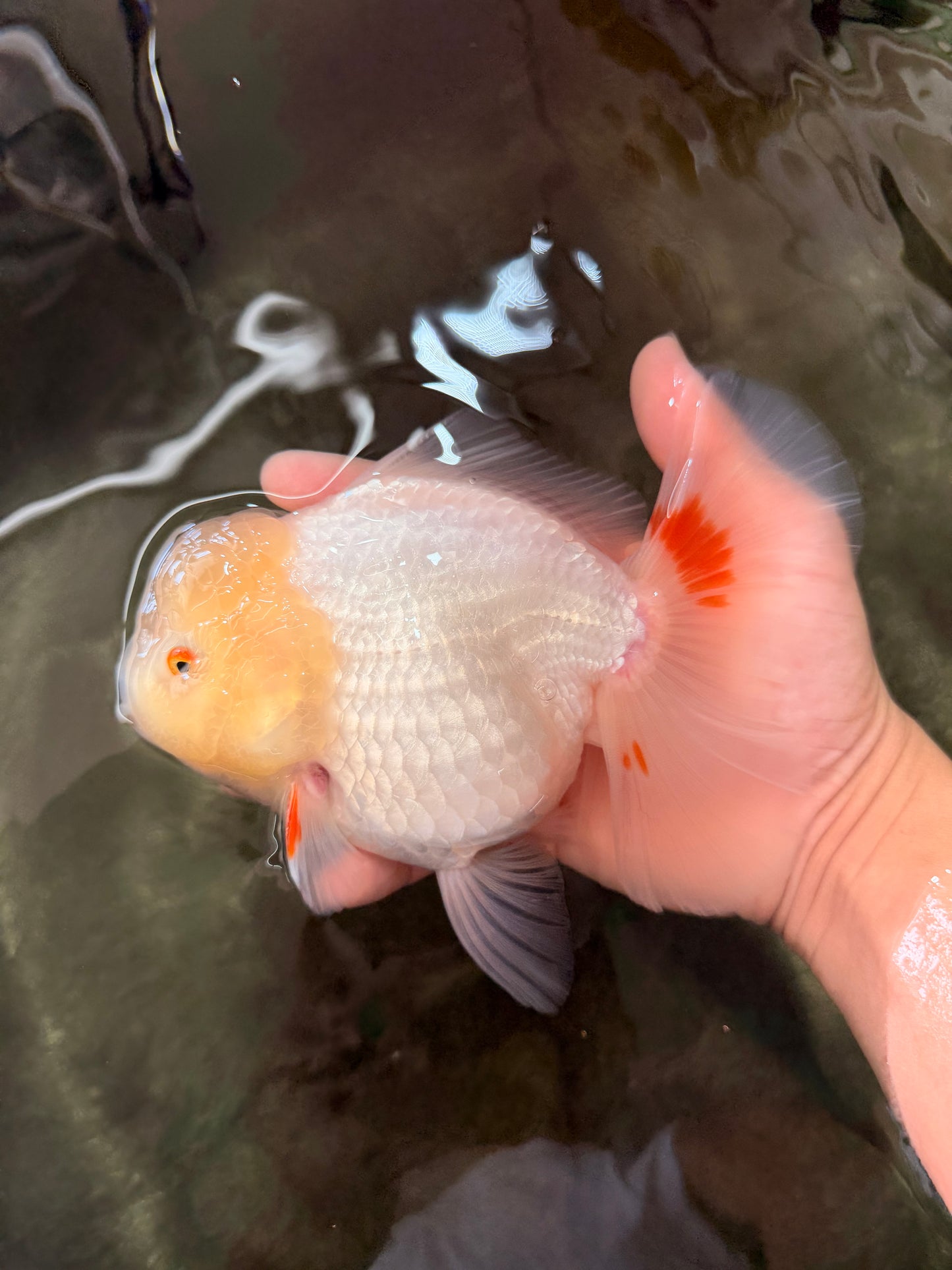 A Grade White Oranda Female 6.5 inches #071726OR_18
