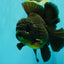 GODZILLA AAA Grade Black Oranda Male 6.5-7 inches #101626OR_18