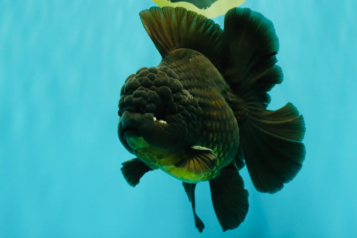 GODZILLA AAA Grade Black Oranda Male 6.5-7 inches #101626OR_18