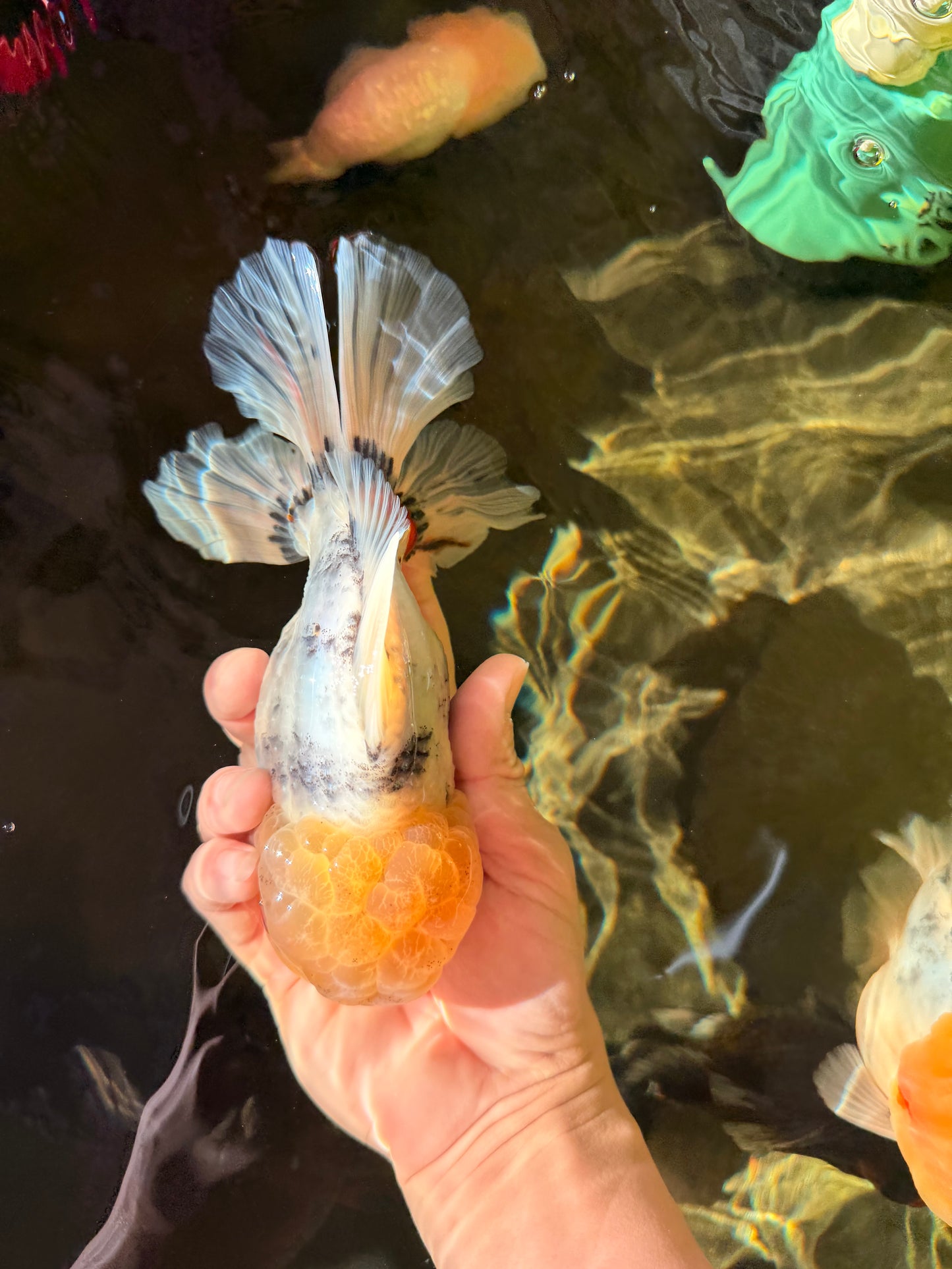 AAA Grade Godzilla White Tiger Oranda Male 6.5 inches #022726OR_10