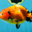 Sakura Chinese Ranchu Female 4.5-5 inches #120525RC_07