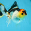 Adorable Tricolor Button Eyes Oranda Female 5 inches #080825OR_13