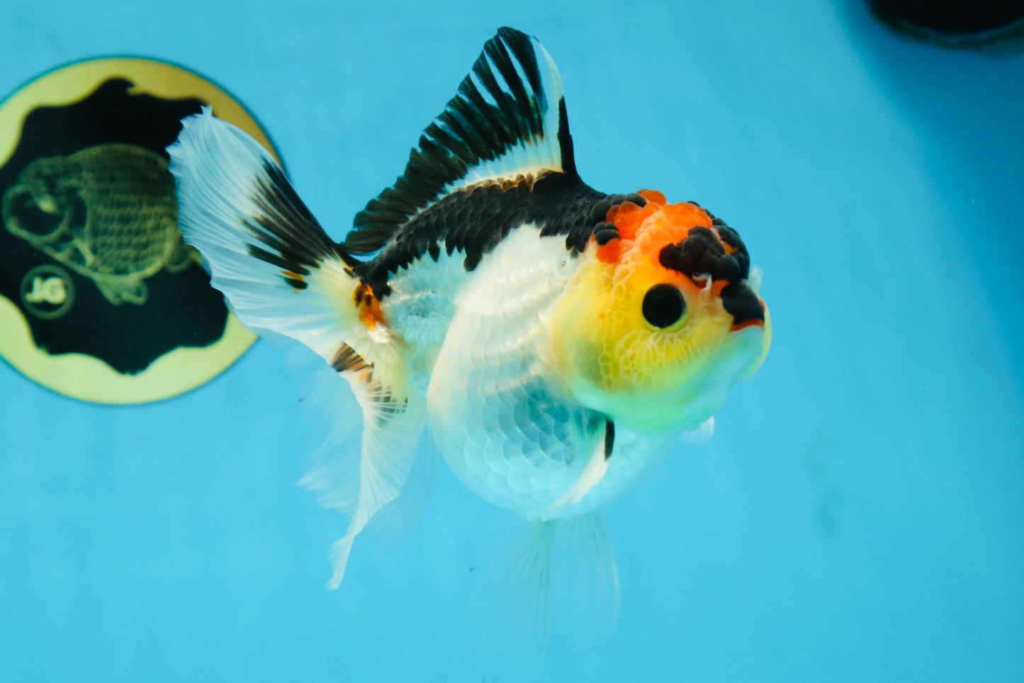 Adorable Tricolor Button Eyes Oranda Female 5 inches #080825OR_13