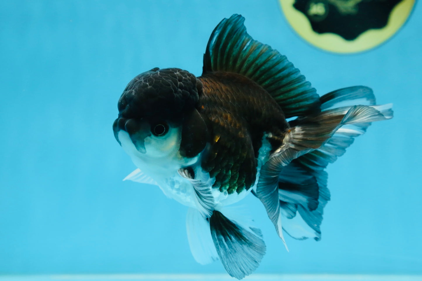 Panda Oranda Male 4.5 inches #081525OR_20