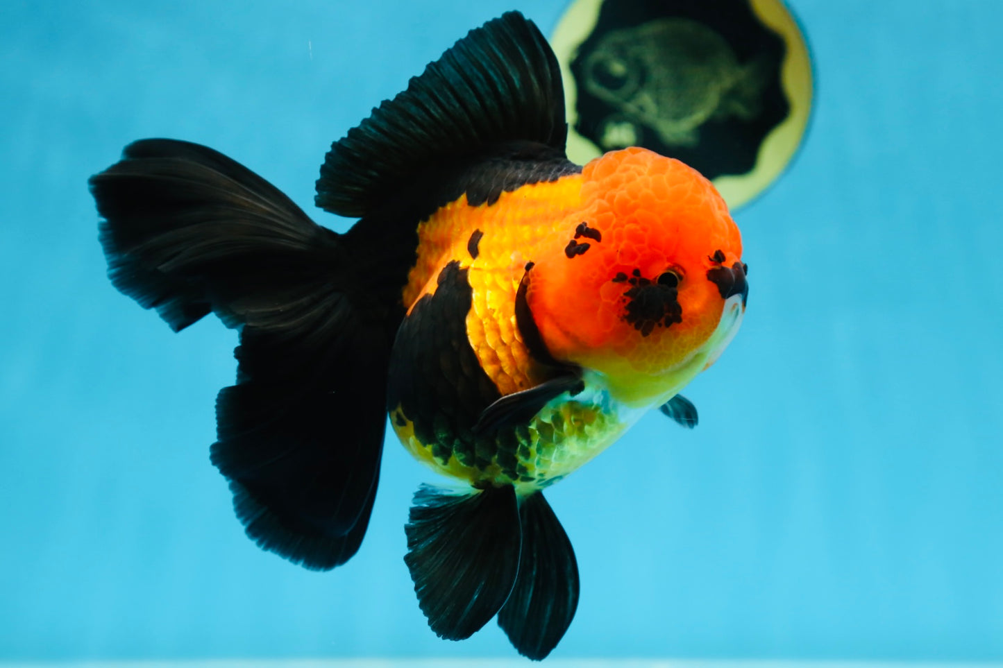 AAA Grade UNIQUE Apache Oranda Female 5.5-6 inches #080825OR_09