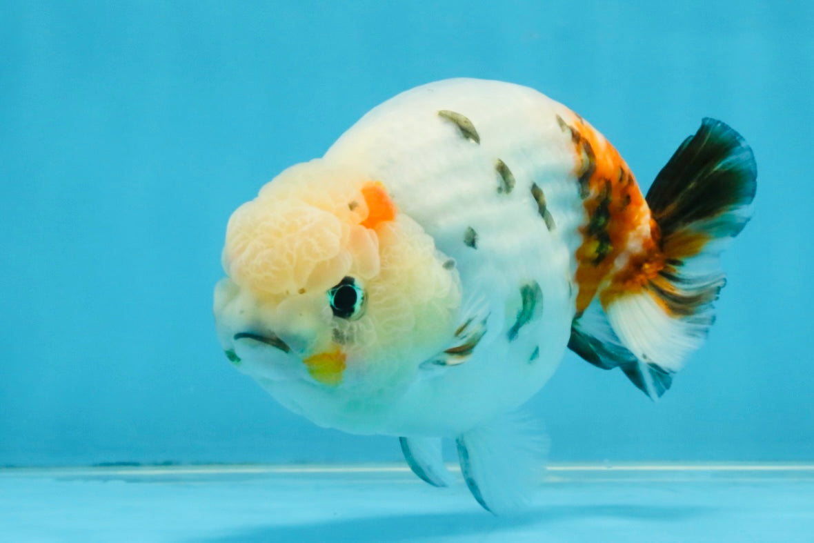 A Grade Calico LionKing 4.5-5 inches #121925LC_09