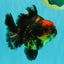 CHUNKY A Grade Tiger Yuanbao Female 5-5.5 inches #091826YB_10