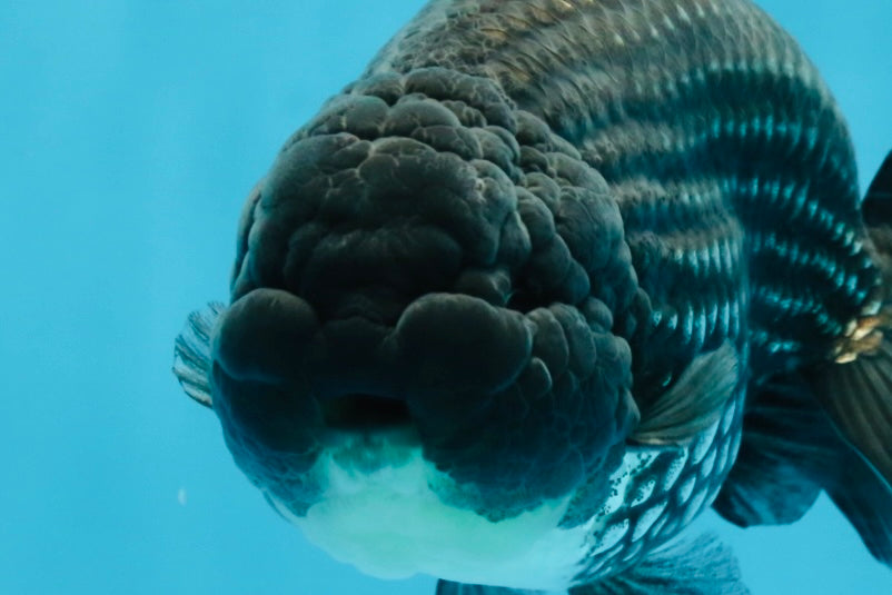 A Grade Black Blue LionKing 5 inches #103125LC_12