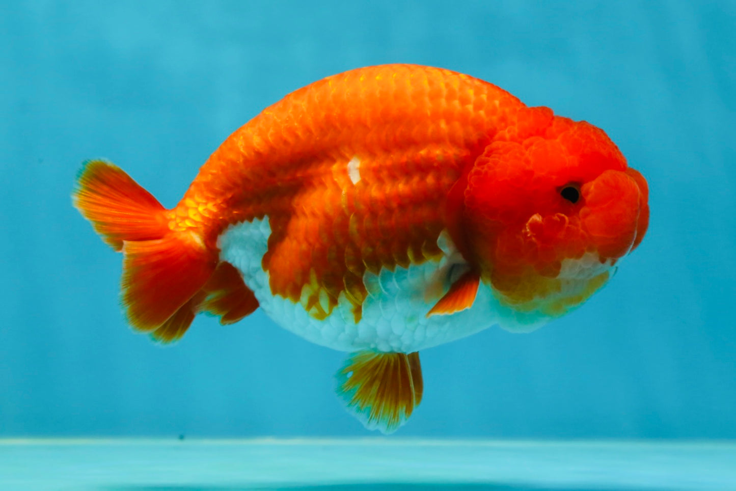 AAA Grade Cherry Red White LionQueen 5 inches #050925LC_16