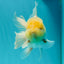 A Grade Super Chubby Lemonhead Button Eyes Oranda Male 5-5.5 inches #110824OR_12