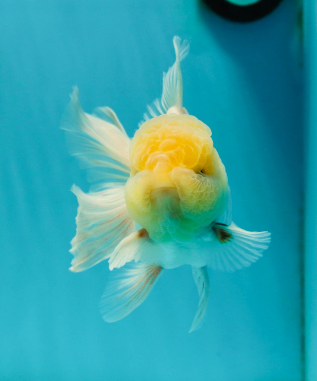 A Grade Super Chubby Lemonhead Button Eyes Oranda Male 5-5.5 inches #110824OR_12