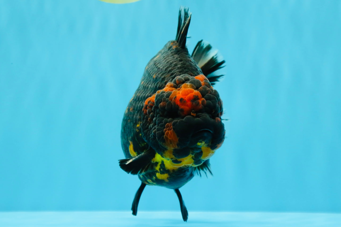 SUPER AAA Grade Godzilla Tiger Yuanbao Male 6 inches #022026YB_02