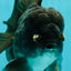 AAA Grade Black Phantom Oranda Male 6.5 inches #110124OR_01