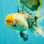 A Grade Marble Oranda Male 6 inches #062626OR_33
