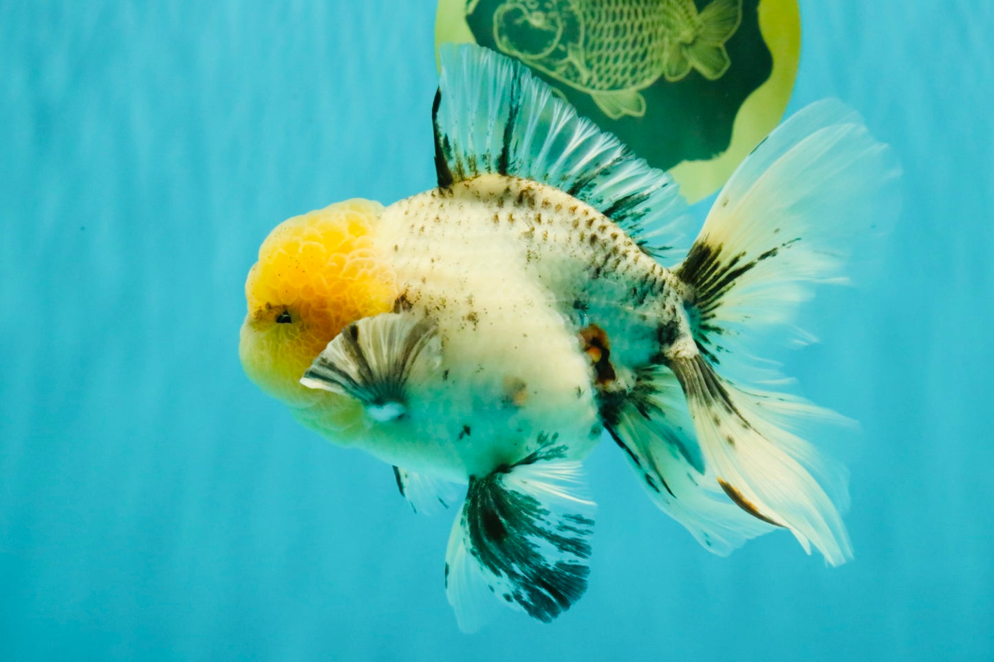A Grade Marble Oranda Male 6 inches #062626OR_33