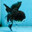 ELVIS PRESLEY A Grade Panda Oranda Male  5.5 inches #082225OR_18