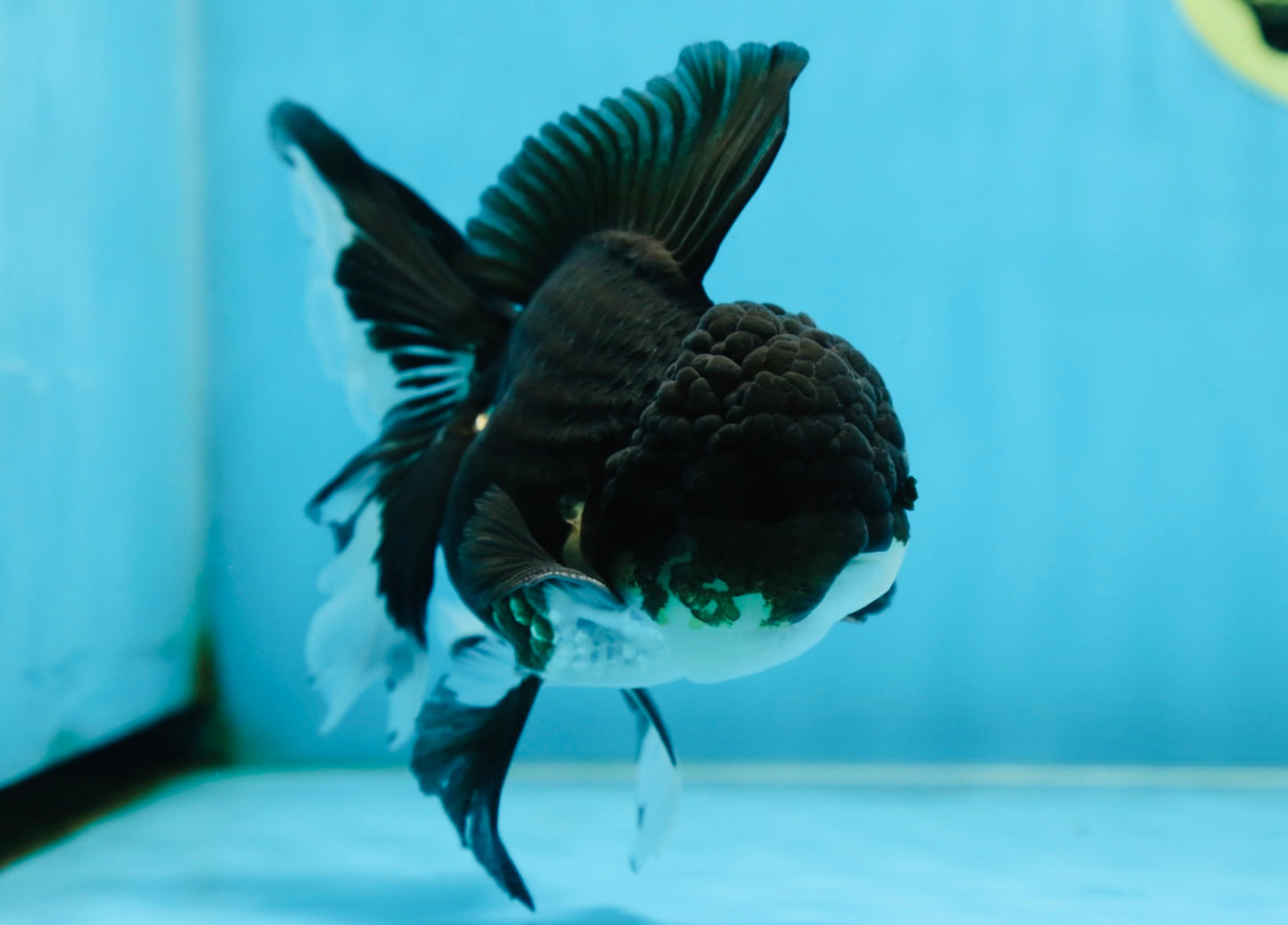 ELVIS PRESLEY A Grade Panda Oranda Male  5.5 inches #082225OR_18