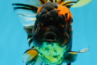 A Grade Stunning RARE Butterfly tail Tiger Oranda Female 5.5 inches #010325OR_04