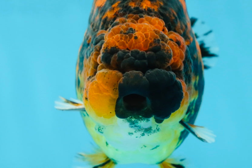 AAA Grade Tiger LionKing 5 inches #052325LC_18