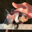 A Grade Fluffy Head Panda Oranda Male 5 inches #110824OR_13