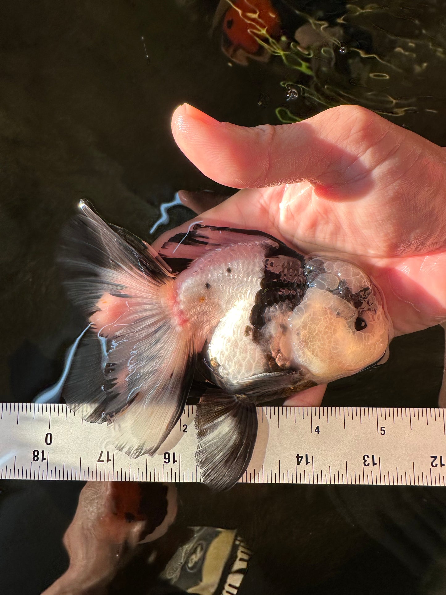 A Grade Fluffy Head Panda Oranda Male 5 inches #110824OR_13