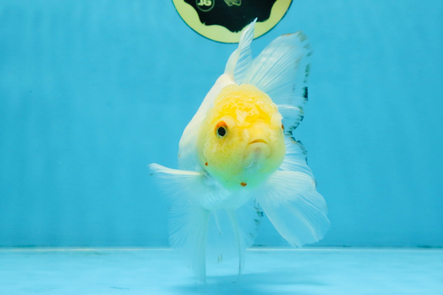 Red White Oranda Female 5.5 inches #111425OR_18