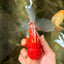 A Grade Red White Oranda Male 5.5 inches #102326OR_17