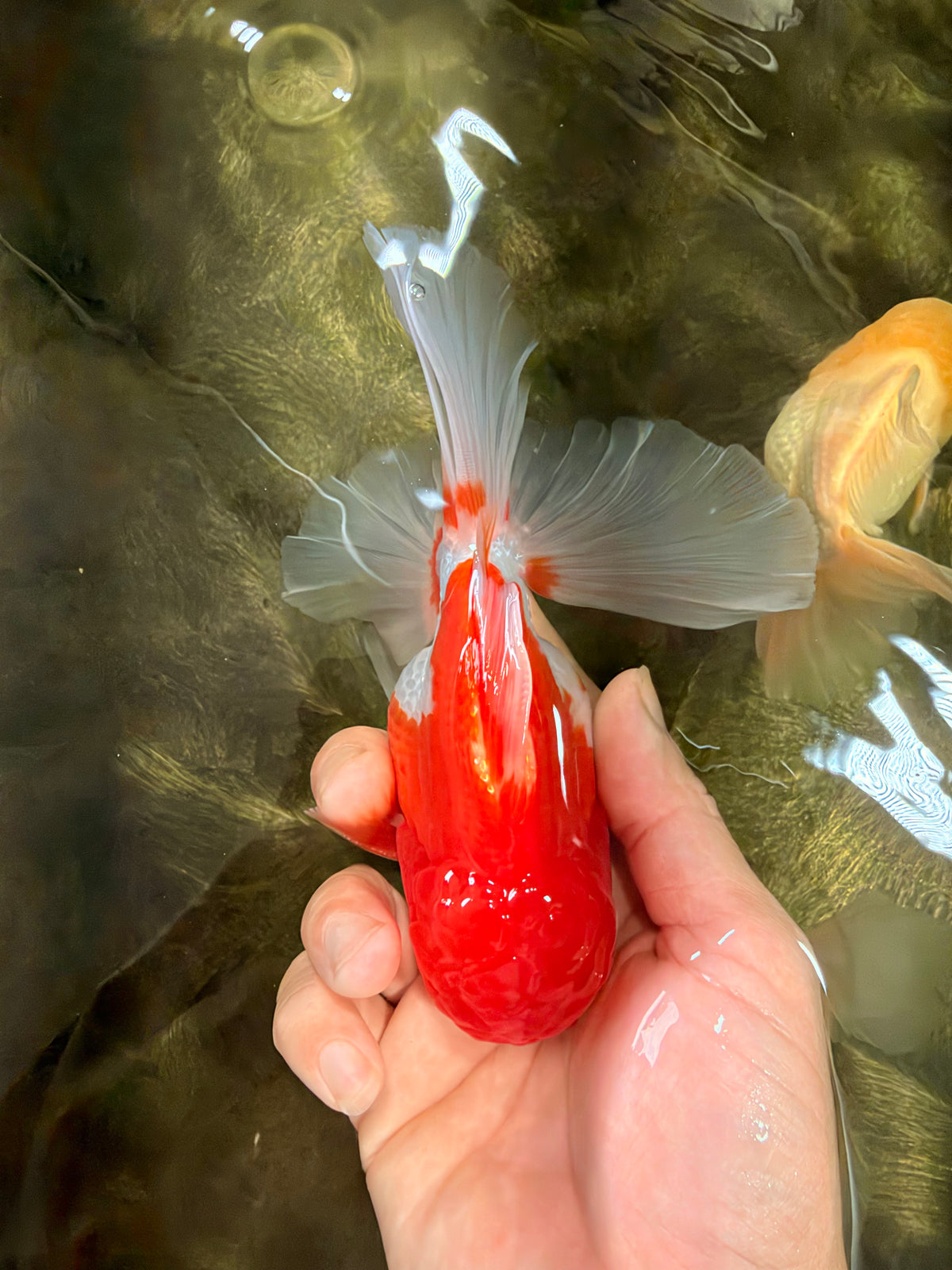 A Grade Red White Oranda Male 5.5 inches #102326OR_17